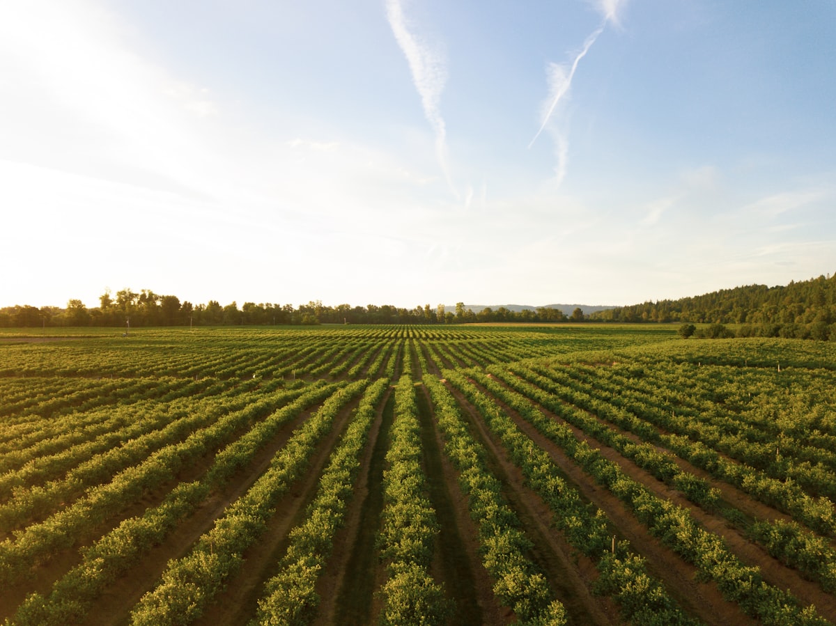 Agriculture 5.0